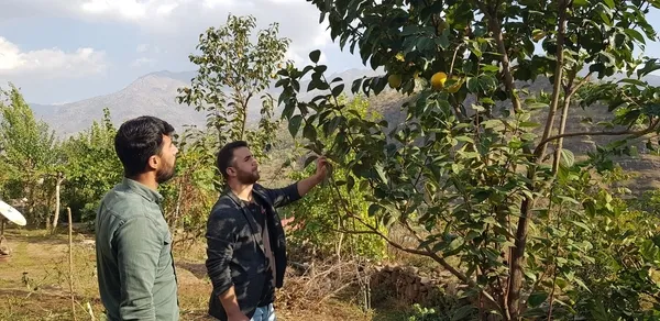 1667460342631.jpg Hakkari’de ilginç olay! Armut diye aldığı fidan bakın ne çıktı - 4