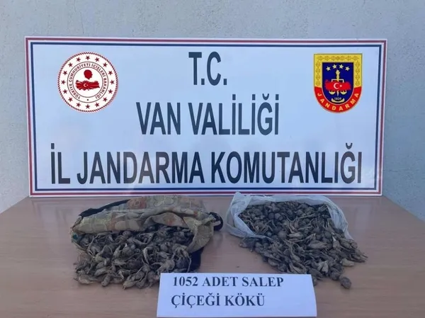 vanda-izinsiz-salep-sogani-topladilar-kisi-basi-109-bin-593-tl-ceza-1655841414178.jpg Van’da izinsiz salep soğanı topladılar! Kişi başı 109 bin 593 TL ceza - 3