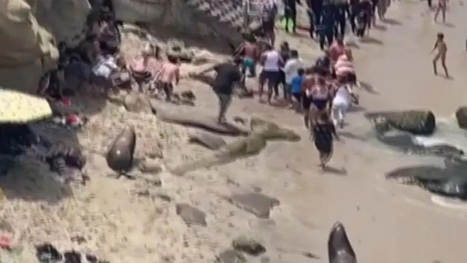 Deniz aslanları plajda insanları kovaladı! Milyonlarca kez izlendi