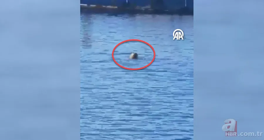 Belgeselleri aratmayan görüntüler Bodrum'dan! Akdeniz foku böyle balık avladı 2