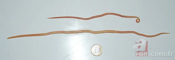 Uğur böceğinin mucizesi meğer kanatlarındaymış! 46