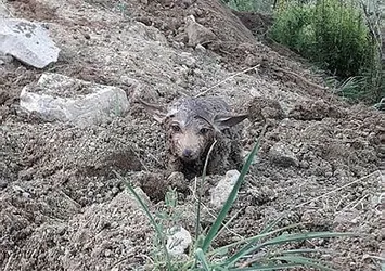 Sivas’ta şaşkınlık yaratan olay! İnanamadılar…