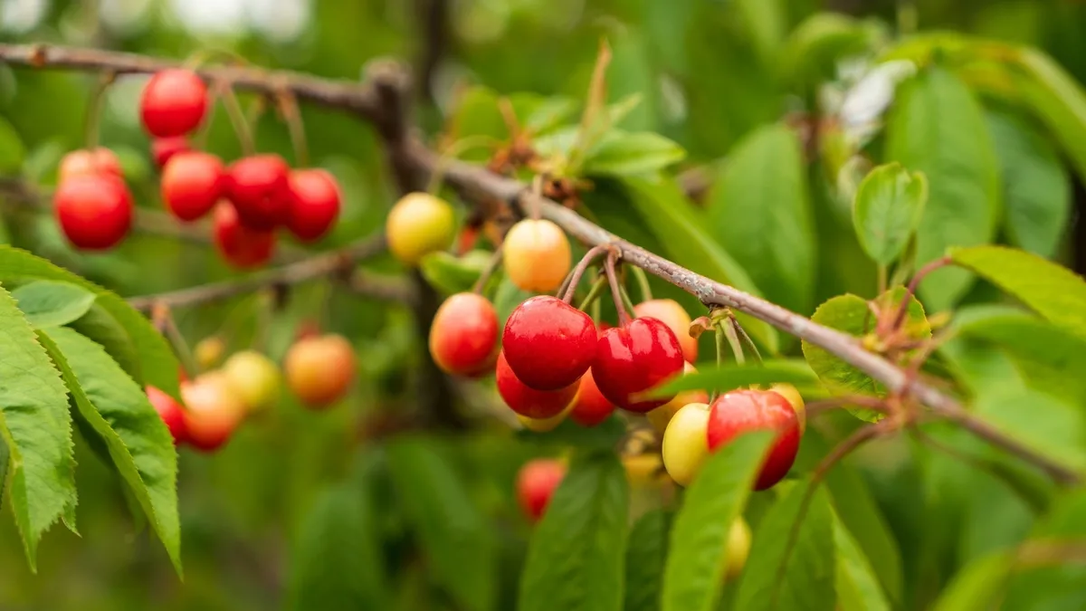 Kuzey Yarımküre'nin ilk kirazı dalından koparıldı!