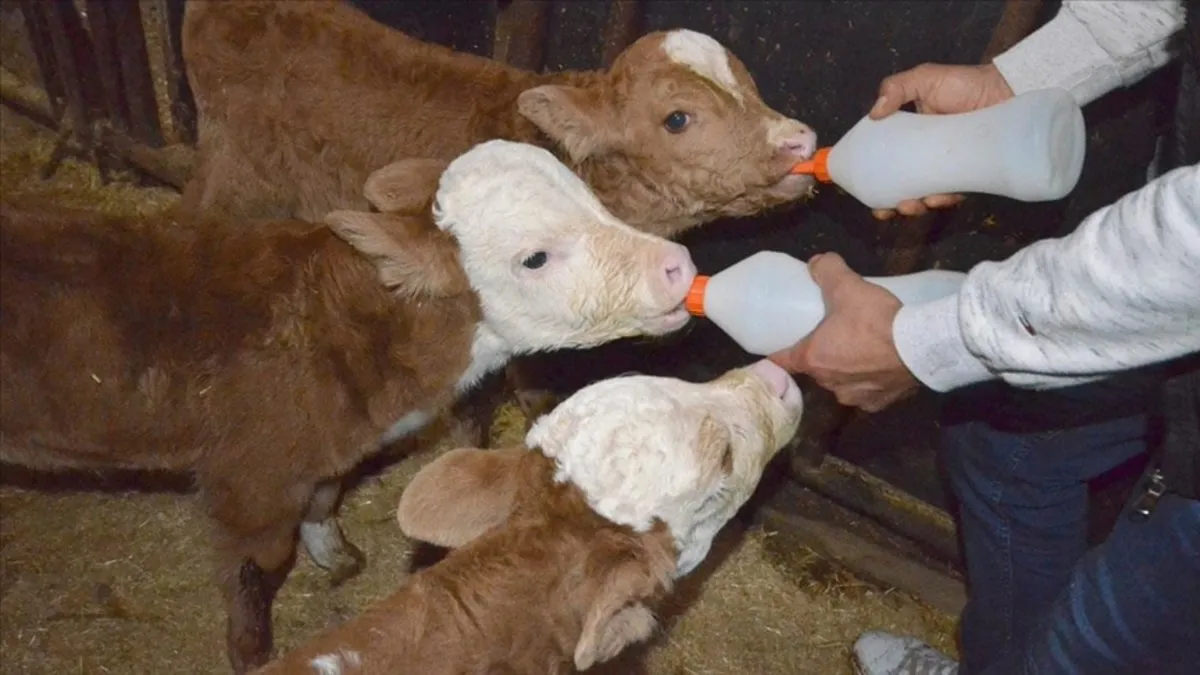 Buzağı Destek Ödemeleri ne zaman yatacak? 1. dönem buzağı yardımı ödemeleri başvuru tarihleri...