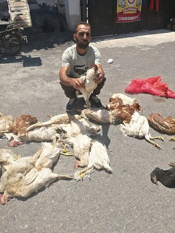 1717483372630.jpg Hatay'da sokak köpeği dehşeti! Kümeste onlarca tavuk ve horozu telef ettiler! Gözyaşlarıyla anlattı... - 4