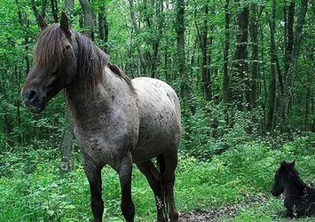 Fotokapan ile yaban hayat ışık tutacak