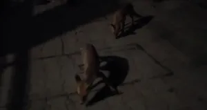 Evine gelen tilkileri eliyle besliyor