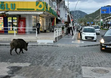 Kütahya'da görüldü! Korkutan hastalığın belirtilerine o hayvanda rastlandı