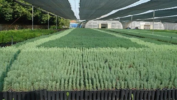 OGM sınavsız mülakatsız personel alımı yapıyor! 2021 Orman Genel Müdürlüğü personel alımı başvuru nasıl yapılır?