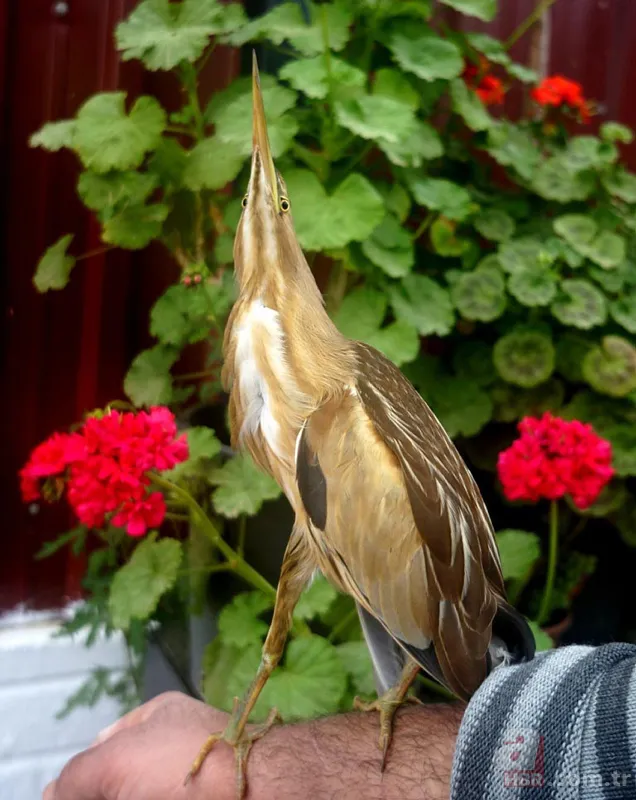 Kamufle olup ölü taklidi yaptı! Diyarbakır'da nesli tükenmekte olan hayvan köylüler tarafından fark edildi 8