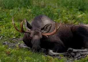 Son yıllarda sayıları arttı! Parkta ailecek böyle görüntülendiler