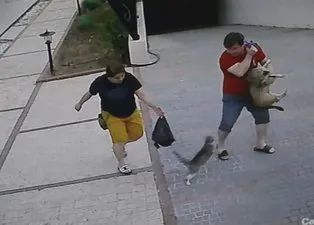 Antalya’da köpekli aileye saldıran kedi, hem korkuttu hem güldürdü