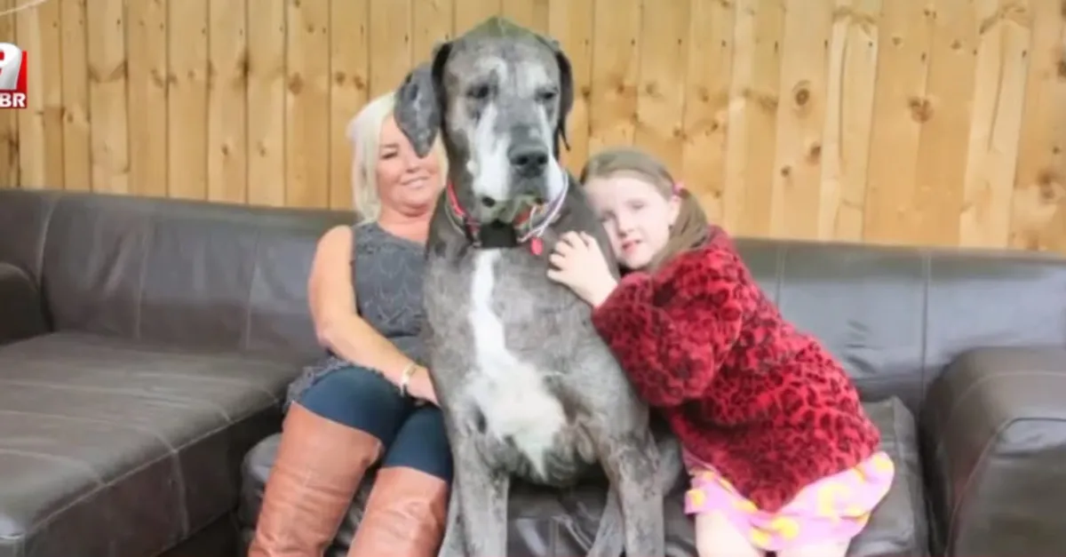 Dünyanın en uzun köpeği "Freddy" öldü