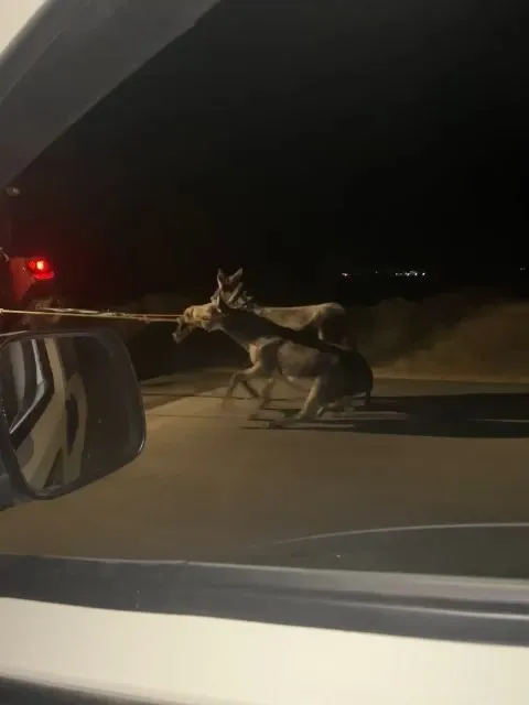 elazigda-cani-surucu-esekleri-traktorun-arkasinda-surukledi-1661585829622.jpg Elazığ’da cani sürücü! Eşekleri traktörün arkasında sürükledi - 2