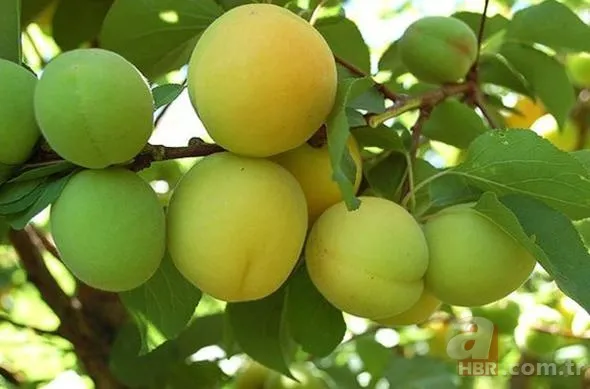 Türkiye'de hangi meyveden ne kadar üretiliyor? 13