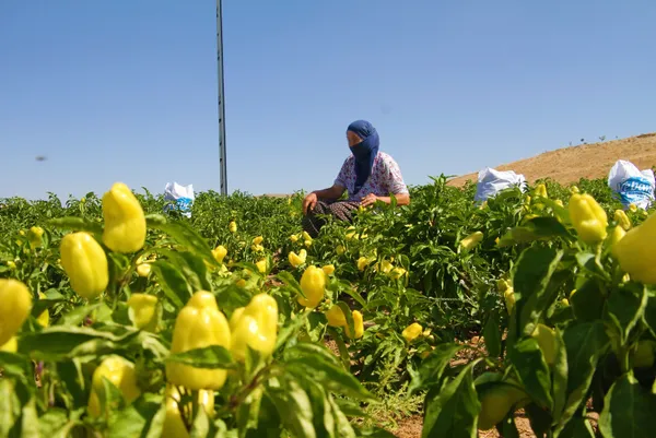 Fahiş fiyatla nasıl mücadele edilir? Uzmanlardan fahiş fiyata tavsiyeler
