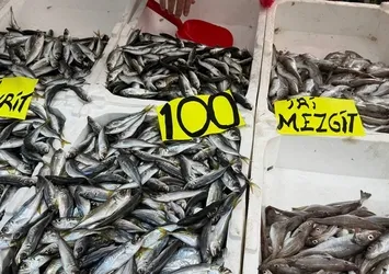 Av mevsiminin son gülerinde istavrit bolluğu