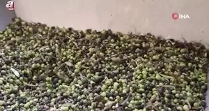 Adana’da zeytinin yağ yolculuğu