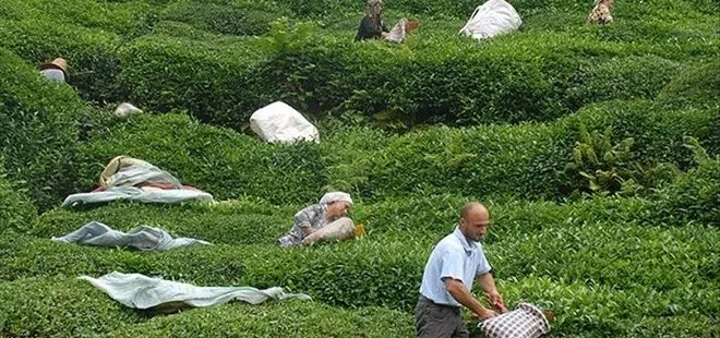 2023 çay desteklemeleri ne zaman ödenecek? Çay destekleme 2023 ne kadar olacak, açıklandı mı? Rize, Artvin, Trabzon...