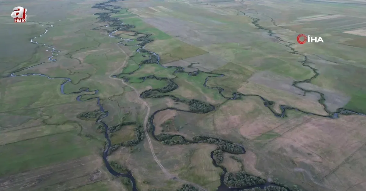 Ardahan'da menderesler böyle görüntülendi