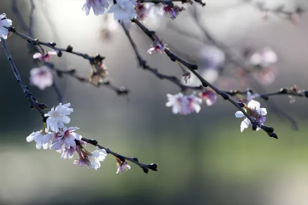 ilk-cemre-dustu-mu-ne-zaman-dusecek-havaya-suya-topraga-cemre-dusme-tarihleri-2024-1707388669246.jpg İlk cemre düştü mü, ne zaman düşecek? Havaya, suya, toprağa cemre düşme tarihleri 2024 - 2