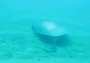 Dünyada türüne az rastlanıyor! Antalya'da görüntülendi