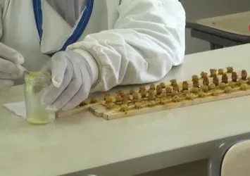 Manisa Büyükşehir’in kraliçeleri yayılıyor