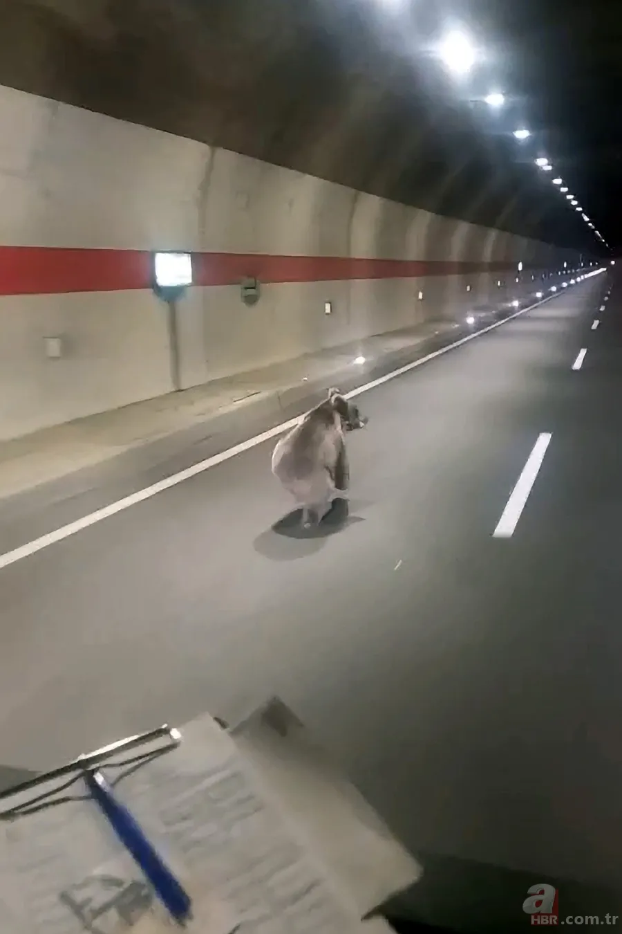 Yiyecek arayan ayı istikameti şaşırdı: Yolunu kısaltmak için tüneli kullandı 4