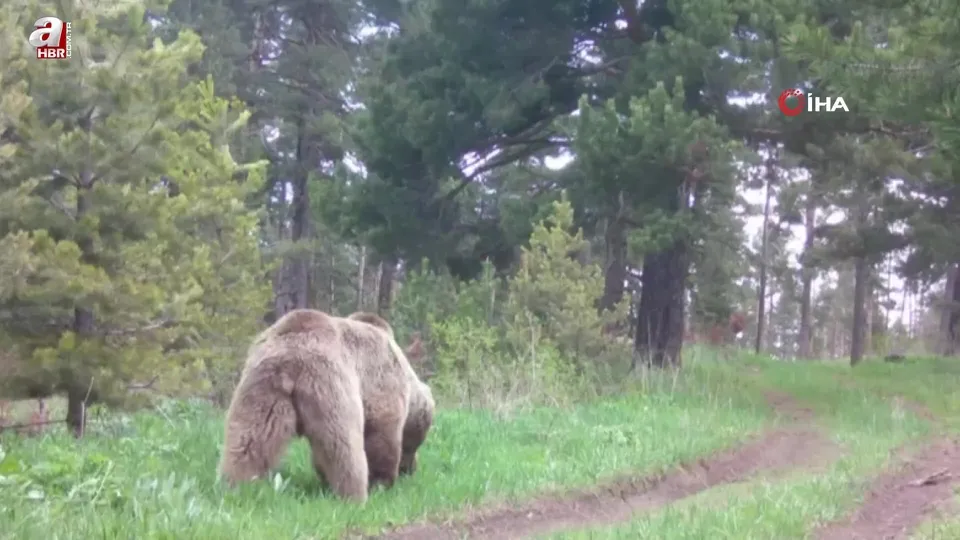 Ardahan’da ormanda ot yiyen bozayı böyle görüntülendi