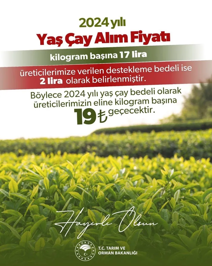Tarım ve Orman Bakanlığı duyurdu! 2024 yılı yaş çay alım fiyatı belli oldu | İşte güncel fiyatı...