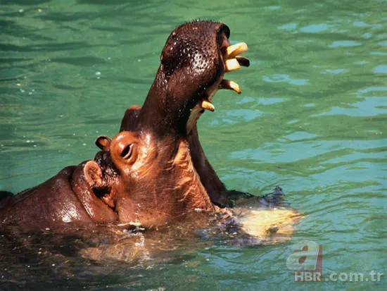 En uzun yaşayan hayvan hangisidir? 4