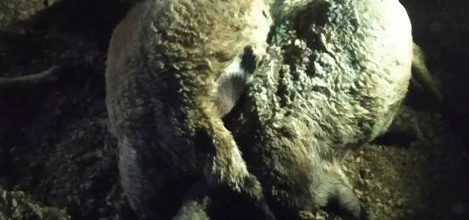 Van'da yıldırım düştü 63 küçükbaş öldü!