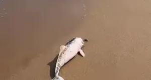 Ölü yunus yavrusu karaya vurdu