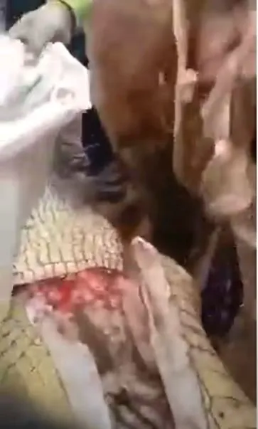Timsahın karnından insan çıktı! Kan donduran anlar böyle görüntülendi...