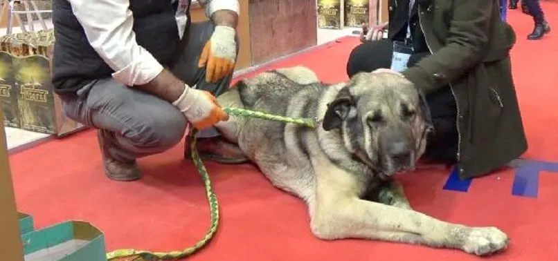 25 BİN TL TEKLİF EDİLEN DAMIZLIK KÖPEĞİ SATMADI