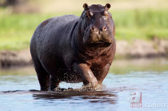 Uğur böceğinin mucizesi meğer kanatlarındaymış! 39