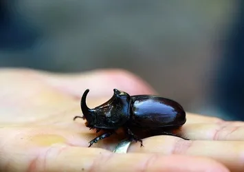 Bingöl'de gergedan böceği bulundu
