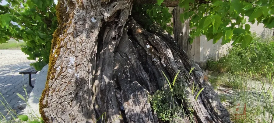 Türkiye’nin en yaşlısı o! Bin yaşındaki ağaç şifa dağıtıyor 6