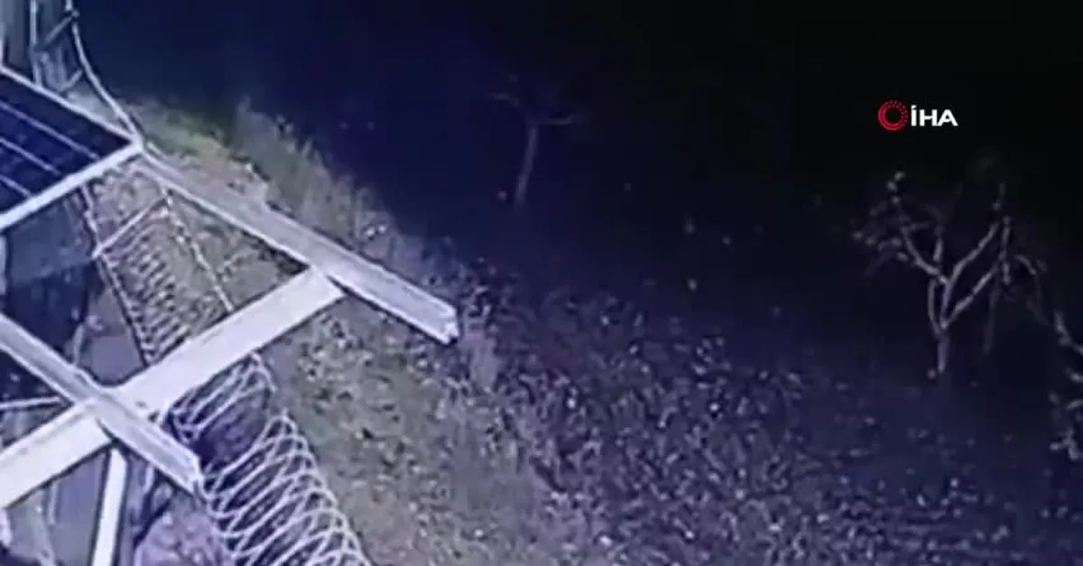 Nesli tükenme tehlikesi olan çizgili sırtlan Gaziantep'in Nizip ilçesinde böyle görüntülendi