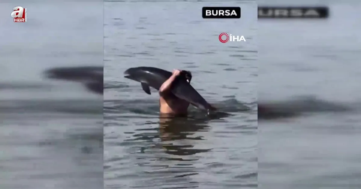 Gören şaştı kaldı! Yunus balığını sırtında taşıdı