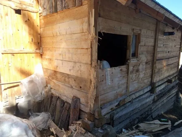 Artvin’de aç kalan ayılar, yayla evlerine dadandı - 2