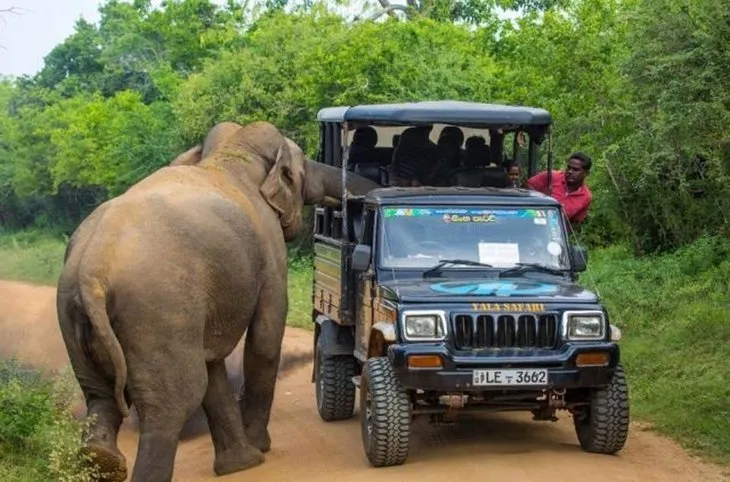 Dev fil safaride kabusu yaşattı! Çalıların arasından çıktı olanlar oldu