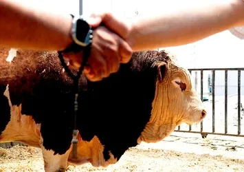 Kurban pazarının yıldızı Poyraz'a 540 bin TL! Alıcısını buldu