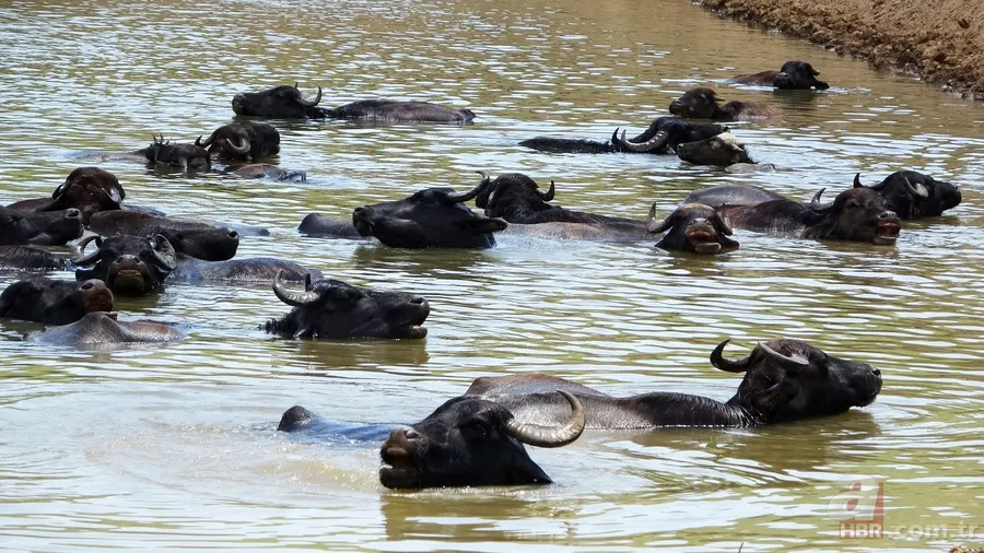 Muş’ta mandaların serinlemek için nehre girdiği anlar renkli görüntüler oluşturdu 9