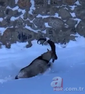 Dağ keçisinin zor anları! Hakkari'deki yoğun kar yağışı onları da olumsuz etkiledi 1