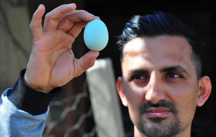 ABD’den getirtti! Mavi yumurtalar hayatını değiştirdi