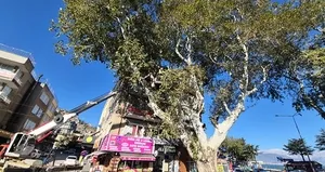 Anıt ağaç bakıma alındı