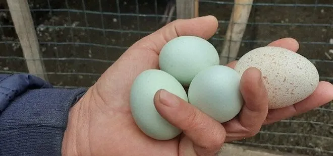 Bu yumurtaları görenler şoke oluyor! Tanesi 20-30 liraya satılıyor!