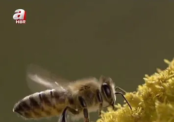 Arı çeşitliliği gün geçtikçe azalıyor! Peki arılar yok olursa ne olur?