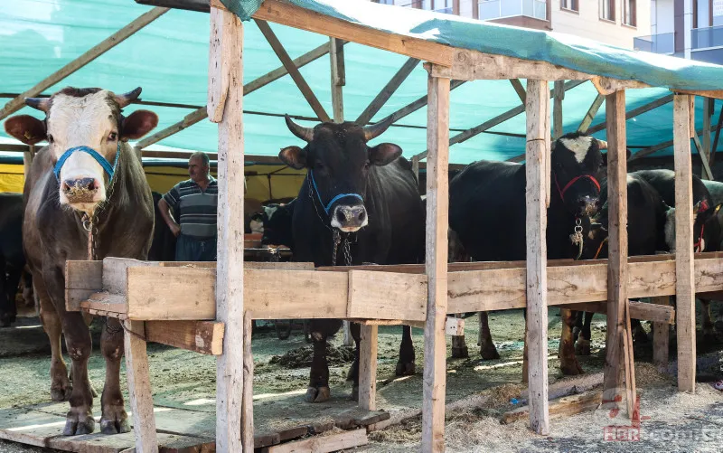 Kurbanlık fiyatları belli oldu 2024! Büyükbaş küçükbaş kurbanlıklar ne kadar? Canlı kg fiyatı ne? İşte ilk rakamlar 12